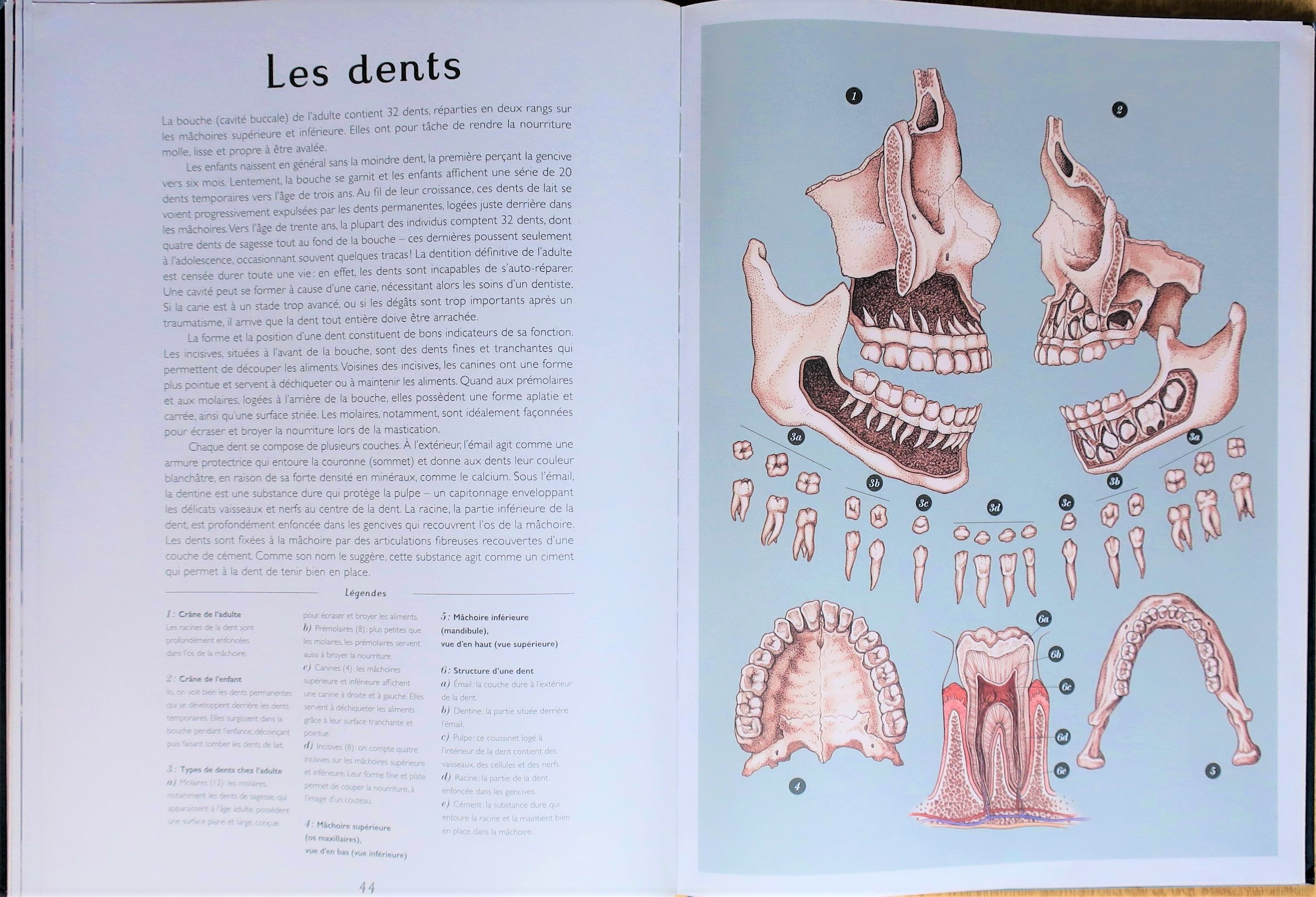 Anatomicum-Dents