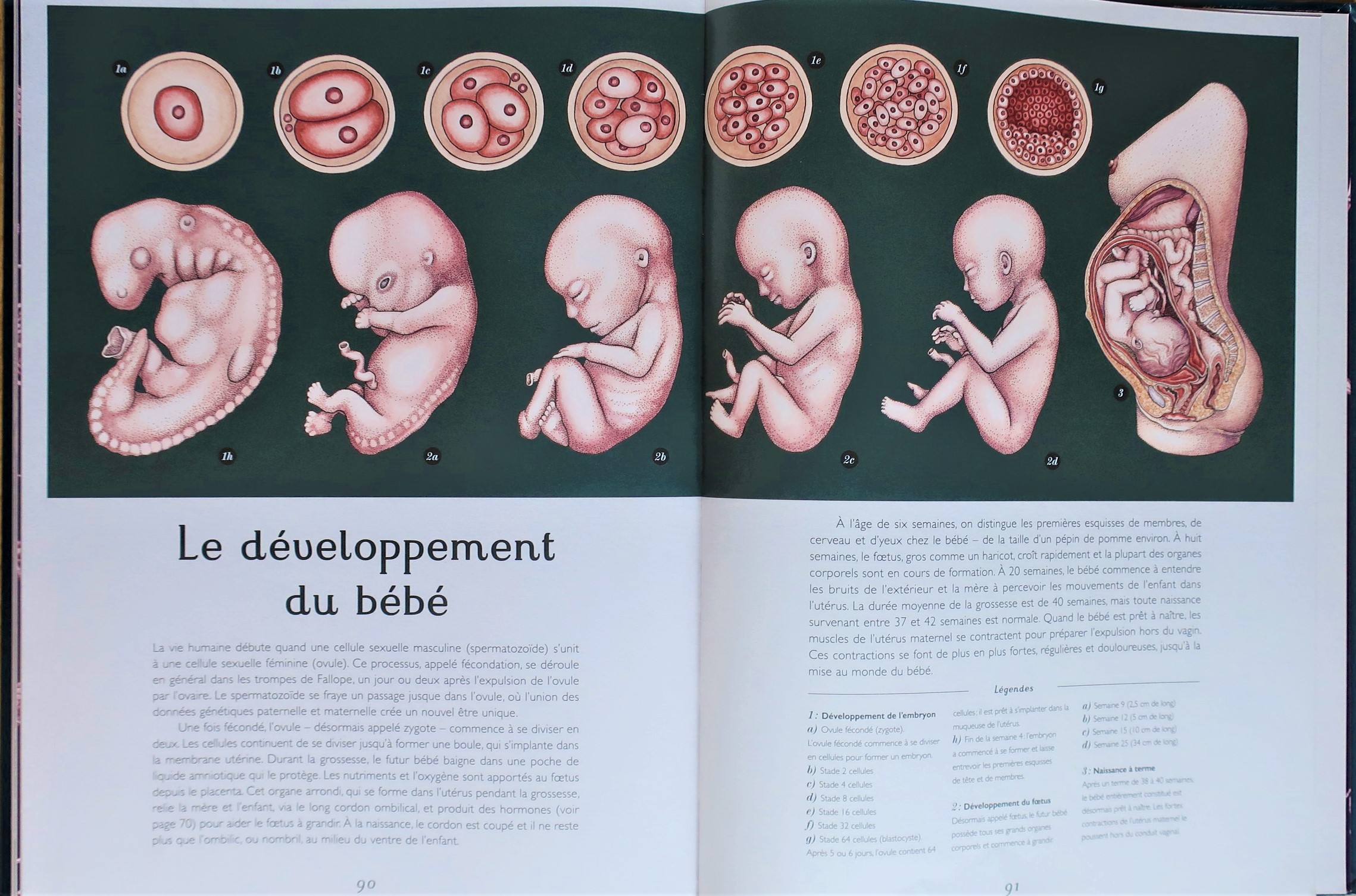Anatomicum-Developpement-bebe