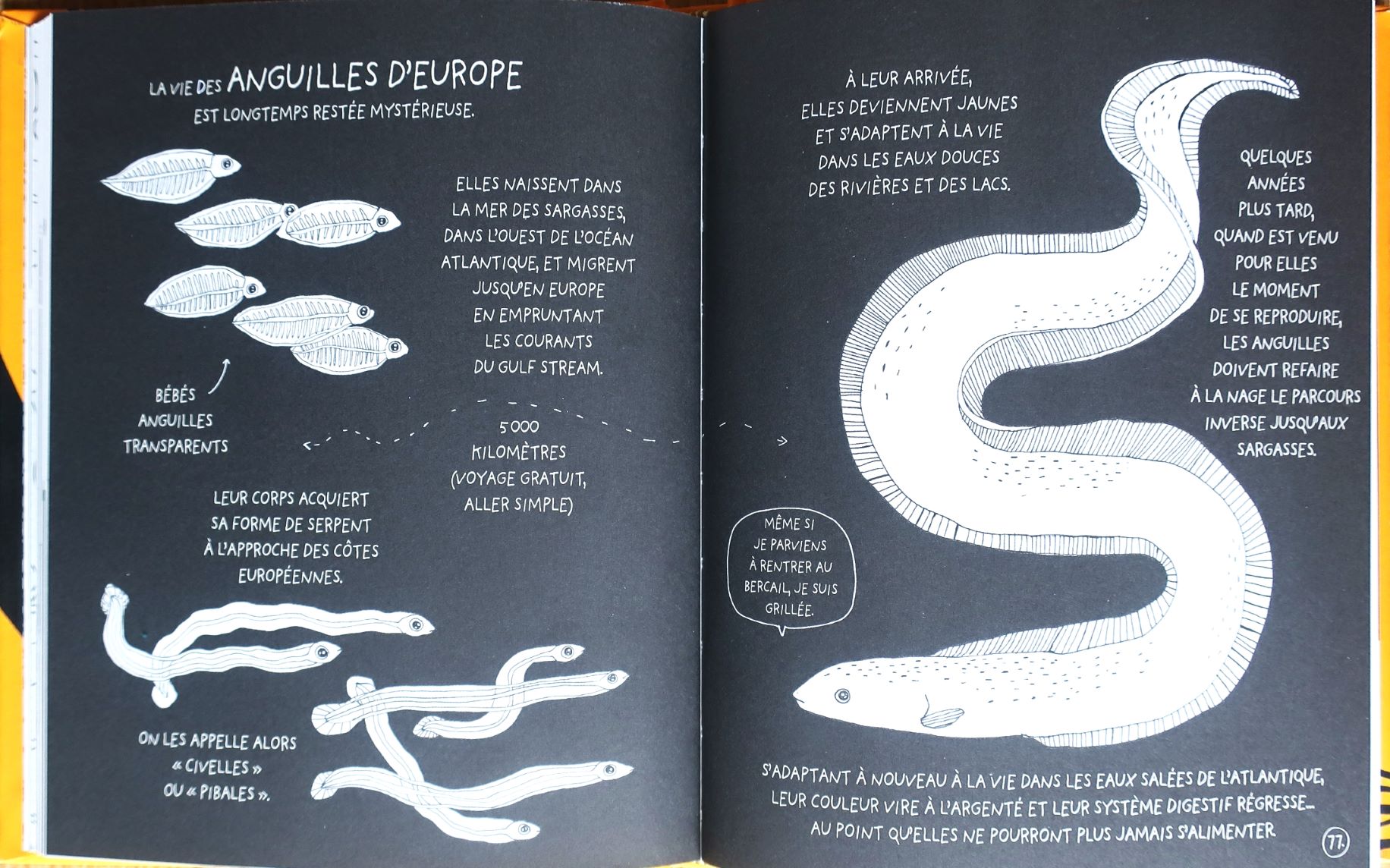 La-petite-encyclopedie-illustree-des-bebes-animaux-vie-des-anguilles
