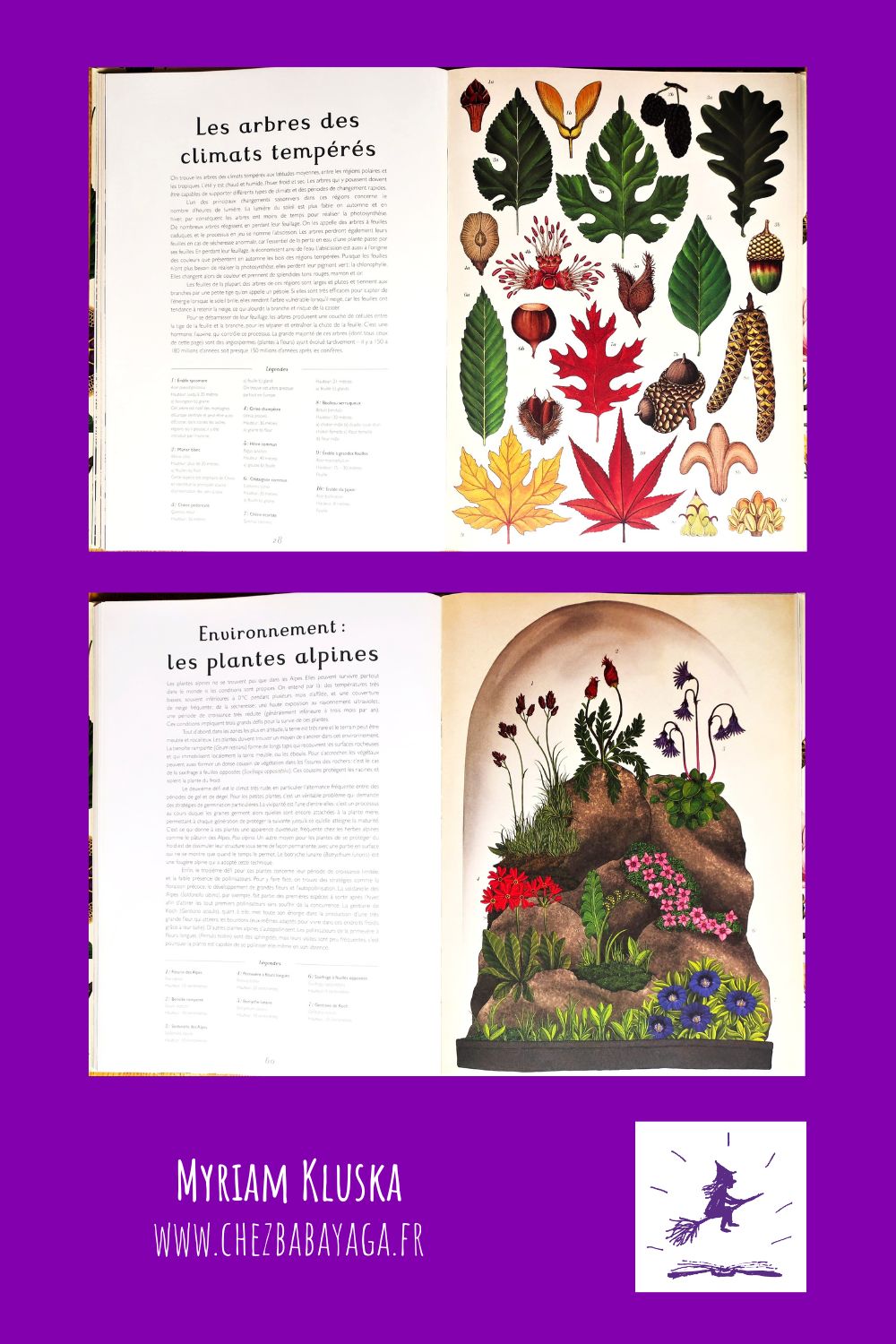 Botanicum-Plusieurs-pages